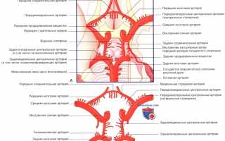 Передняя соединительная артерия головного мозга