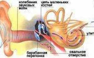 Особенности строения внутреннего уха человека
