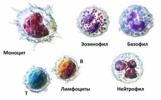 Анализ крови палочкоядерные повышены у ребенка