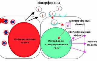 Действие Интерферона и других назальных противовирусных капель