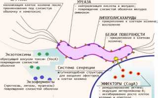 Анализ крови на определение хеликобактер пилори