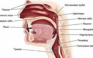 Строение и функции носоглотки человека